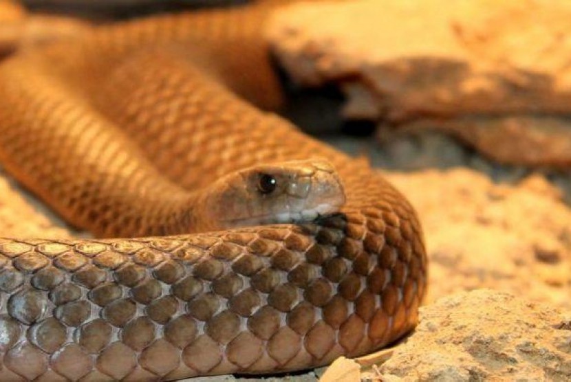Ular jenis Taipan adalah ular dengan racun paling mematikan di dunia.