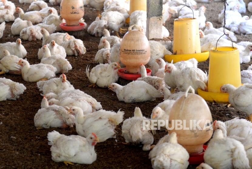 Peternakan ayam broiler di Bantul, Yogyakarta. Keraguan terhadap jaminan kesehatan, keamanan, dan kehalalan ayam broiler menjadi alasan masyarakat enggan mengonsumsi daging ayam broiler.