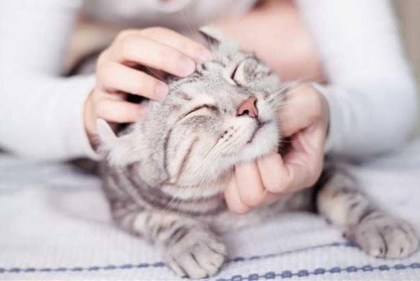 9 Cara Merawat Kucing Kesayangan  Republika Online