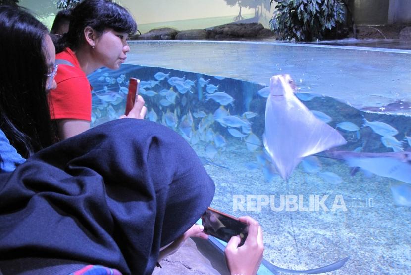 Sejumlah pengunjung menggunakan ponsel untuk memotret anak ikan pari yang berada di akuarium di Jakarta Aquarium, Jakarta. (Dok)