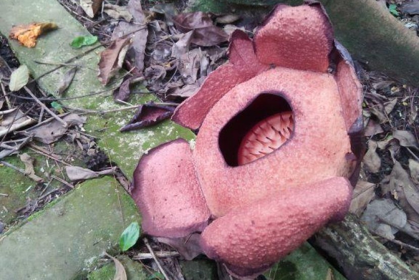  Bunga langka Raflesia Patma kembali mekar di Kebun Raya Bogor