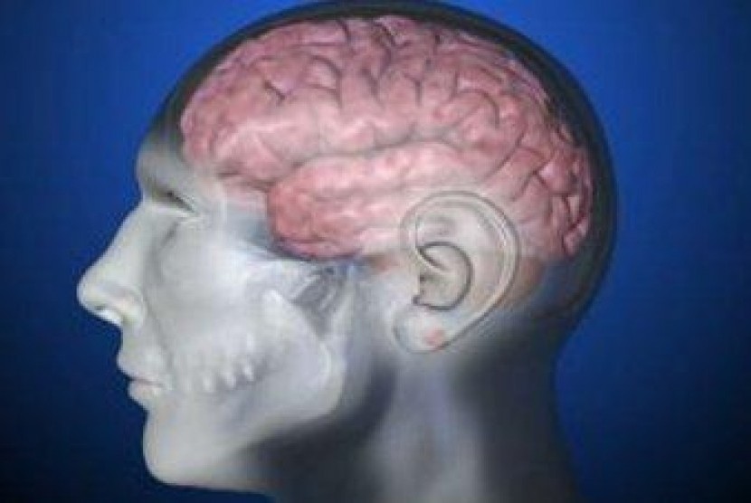 Otak Manusia 