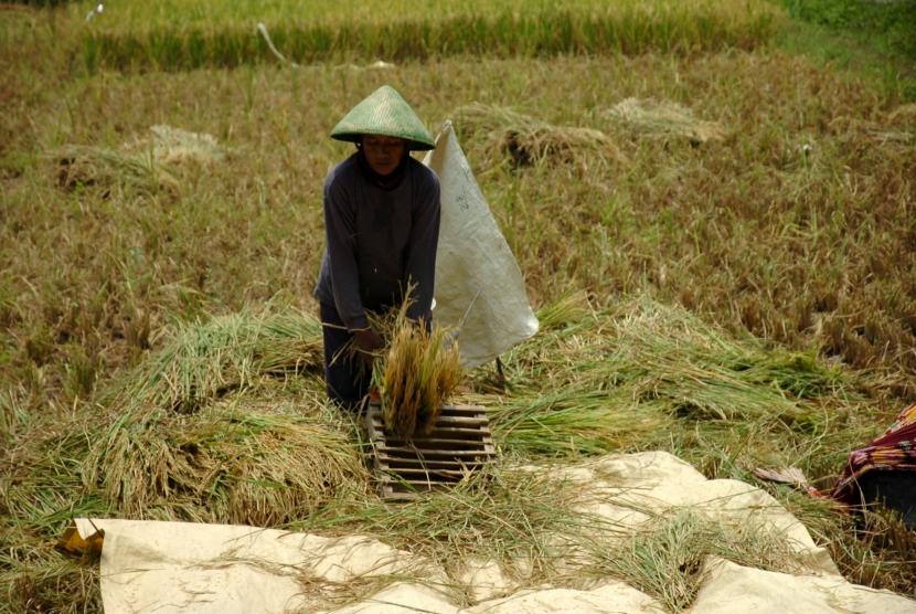 Petani merontokkan padi dari batangnya saat panen di Desa Margasari, Kabupaten Tegal, Jawa Tengah.