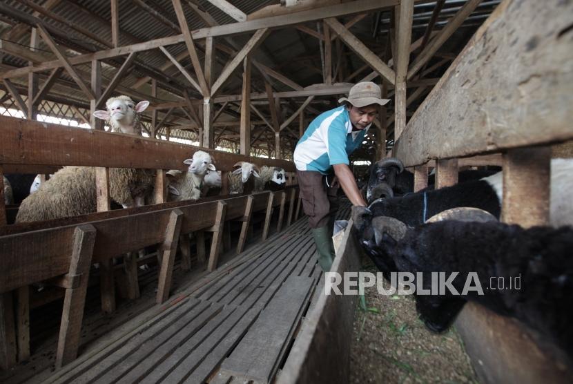 Peternak memberi pakan domba dan kambing di peternakan domba MT Farm binaan Mandiri Syariah di Bogor, Jawa Barat, Rabu (26/6).