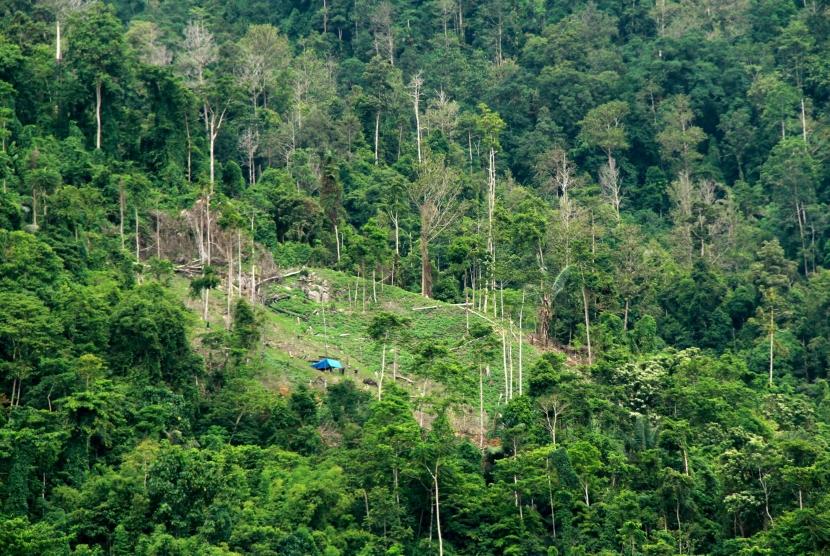 Pemimpin dunia berjanji kucurkan dana lindungi hutan. Ilustrasi Hutan