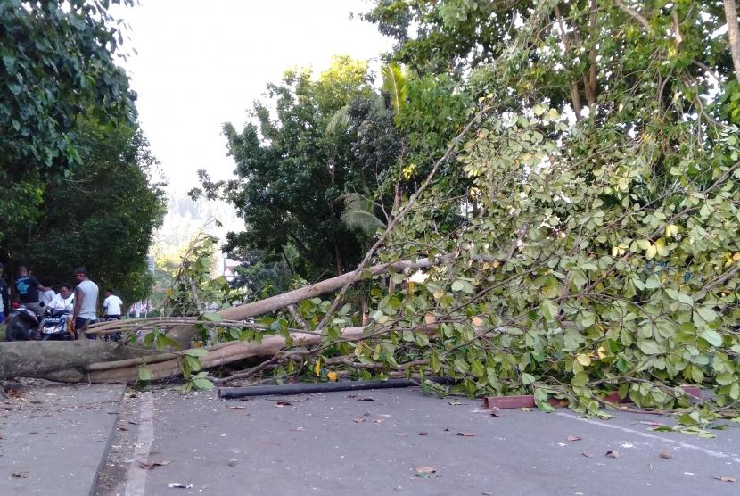 Pohon tumbang menutupi jalan pascakerusuhan di Manokwari, Papua Barat, Senin (19/02/2019).