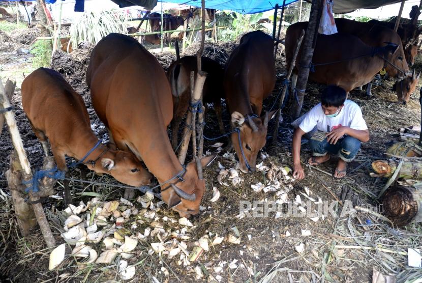 Penampungan Hewan Ternak Pengungsi. Pengungsi memberi makan hewan ternak di penampungan hewan ternak pengungsi, Rendang, Karangasem, Bali, Jumat (1/12).