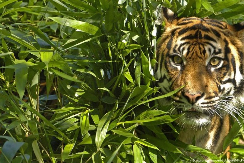 'Harimau Ramah' yang Berkeliaran di Desa Malaysia Akhirnya Mati Karena Sakit