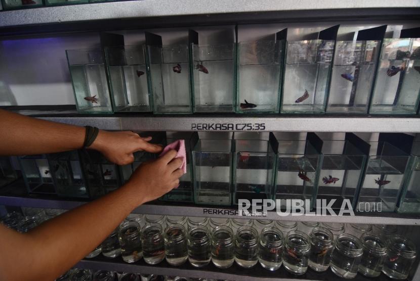 Pedagang membersihkan wadah penampungan ikan di bursa  pasar hewan kawasan Jatinegara, Jakarta Timur. (ilustrasi)