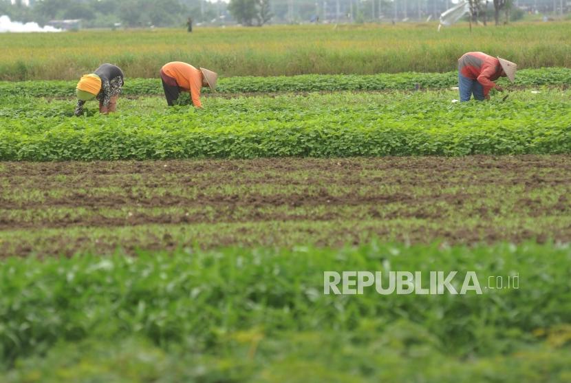 Petani memetik bayam saat panen di Kawasan Bandara Soekarno Hatta, Tangerang, Banten, Kamis (28/12).