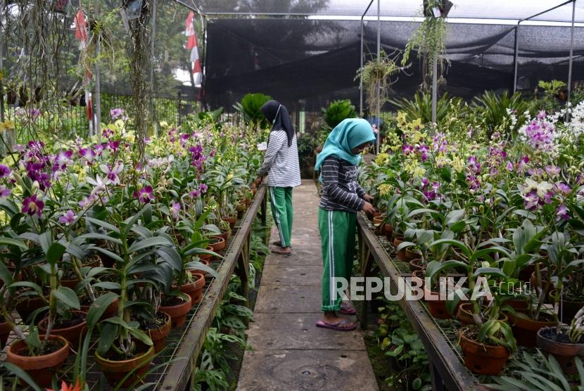 Berburu Anggrek Di Taman Anggrek Ragunan Republika Online