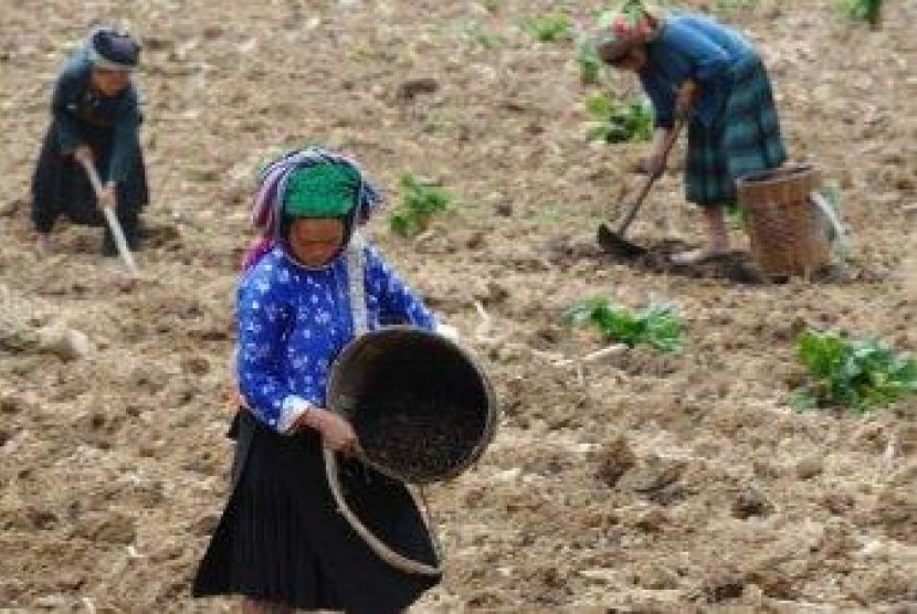 Perempuan yang menjadi petani