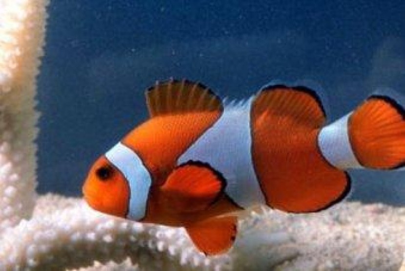  Gambar Mozaik Ikan  Nemo Kumpulan Montase Kolase dan Mozaik 