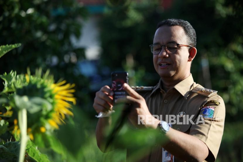 Gubernur DKI Jakarta Anies Baswedan memfoto bunga matahari seusai memanen padi di areal pertanian di Kawasan Cakung, Jakarta, Selasa (23/1).