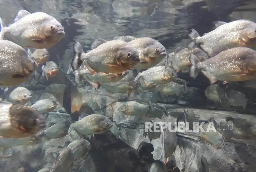 Ikan piranha (ilustrasi). Petugas melakukan sidak ke pedagang ikan predator di sebuah showroom di Jakarta Timur (Jaktim).