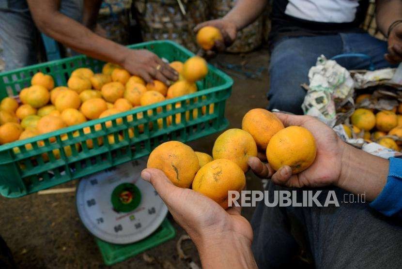 Pedagang memilah buah jeruk di Pasar Induk Kramat Jati, Jakarta, Ahad (7/10).