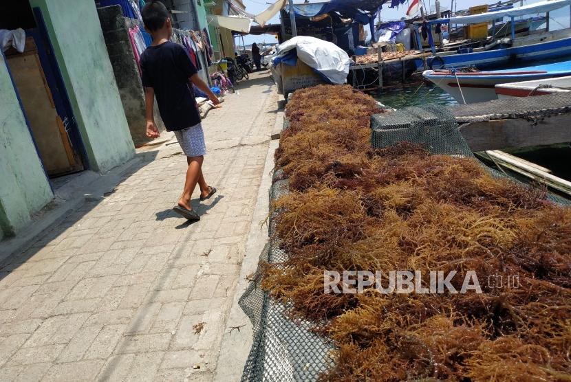 Warga Pulau Panggang melintasi rumput laut yang dijemur untuk dikeringkan di Kabupaten Kepulauan Seribu, DKI Jakarta, Rabu (18/9).