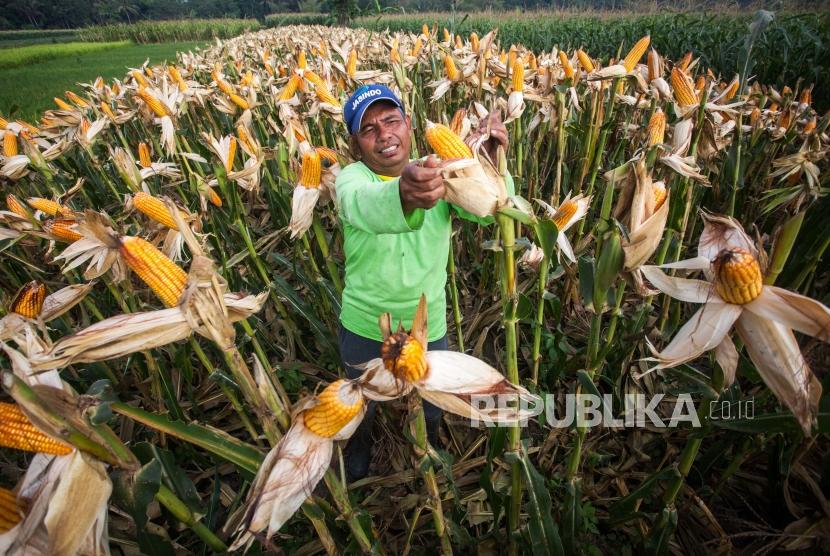 Petani memanen jagung di kawasan Margodadi, Seyegan, Sleman, DI Yogyakarta.