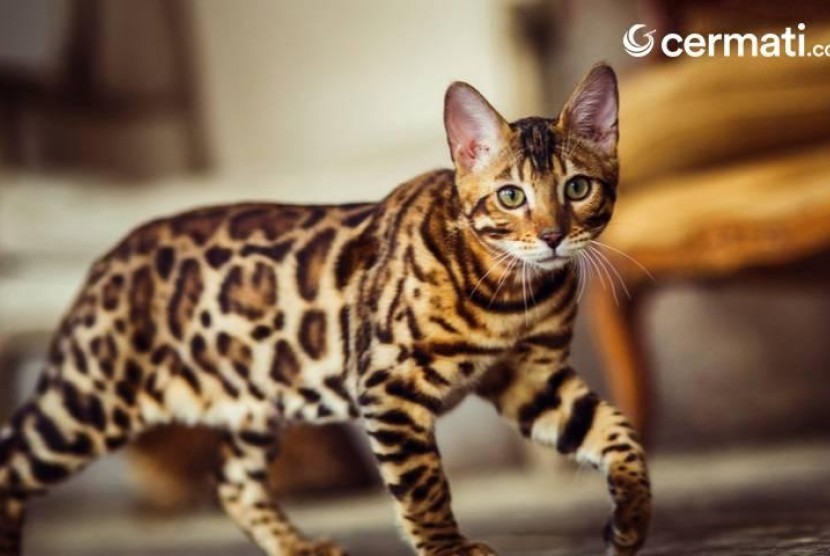 10 Ras Kucing Termahal di Dunia ini Ada yang Mencapai Angka Miliaran Rupiah