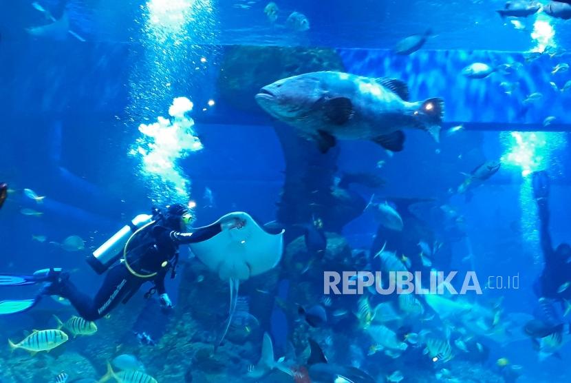Dua orang penyelam yang merupakan petugas dari Jakarta Aquarium memberikan makan ikan-ikan di aquarium utama di Jakarta Aquarium, Jakarta, beberapa waktu lalu.