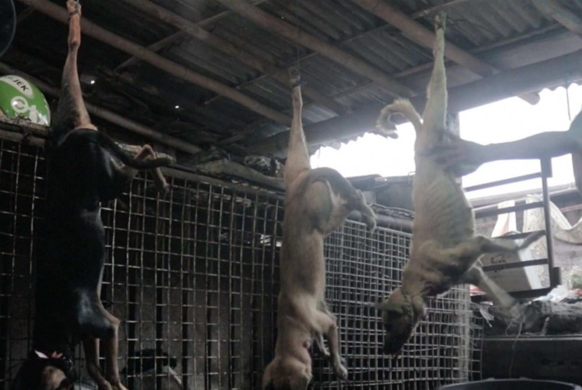 Solo Jadi Pusat Perdagangan Daging Anjing 13 Ribu Anjing Dibantai