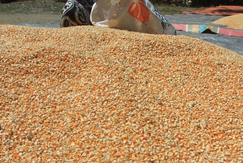 Seorang warga mengumpulkan jagung pakan ternak setelah proses penjemuran di Desa Pasi Timon, Teunom, Aceh Jaya, Aceh, Sabtu (17/2).