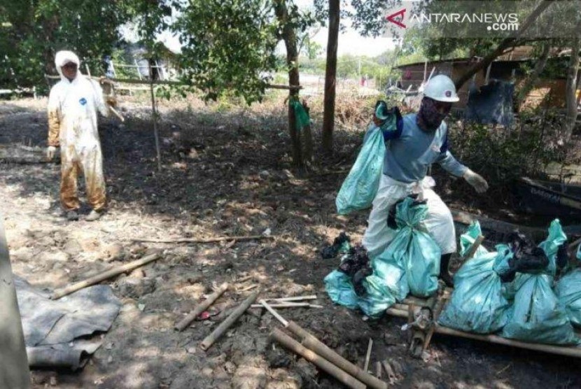Tumpahan Minyak Ancam Ratusan Ribu Pohon Bakau di Bekasi
