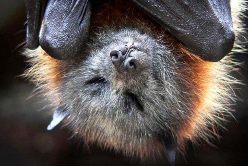Kelelawar Terjangkit Virus Mematikan Ditemukan di Pasar Terkenal di