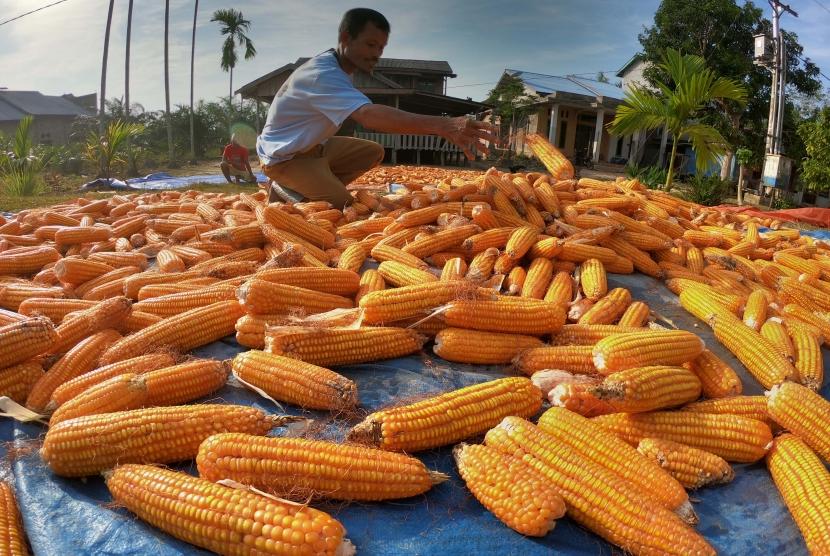 Petani menjemur jagung untuk pakan ternak di Simpang, Berbak, Tanjungjabung Timur, Jambi, Minggu (1/9/2019).