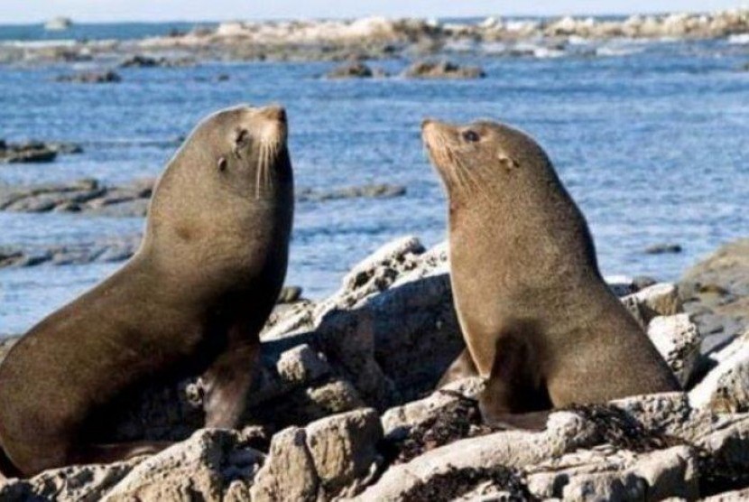 Menjenguk Kerajaan Anjing Laut Di Pulau Karang Phillip Island