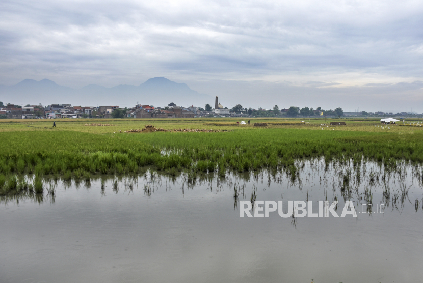 (ILUSTRASI) Sawah padi tergenang banjir.