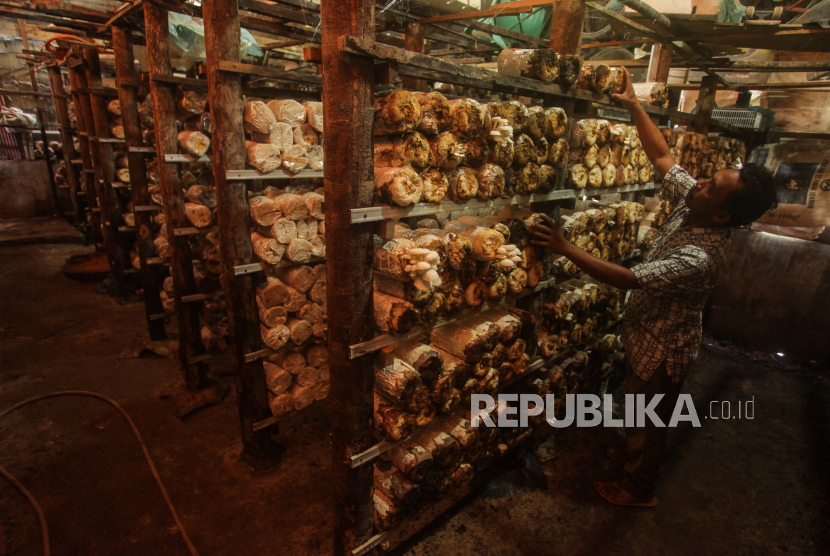 Seorang petani merawat baglog (media tanam) jamur tiram di Jalan Brokoli, Palangkaraya, Kalimantan Tengah. Guru Besar bidang mikologi IPB University Prof. Dr. Lisdar A. Manaf mengatakan jamur berpotensi besar untuk membantu dalam mewujudkan ketahanan pangan dan meningkatkan keragaman pangan di Indonesia.