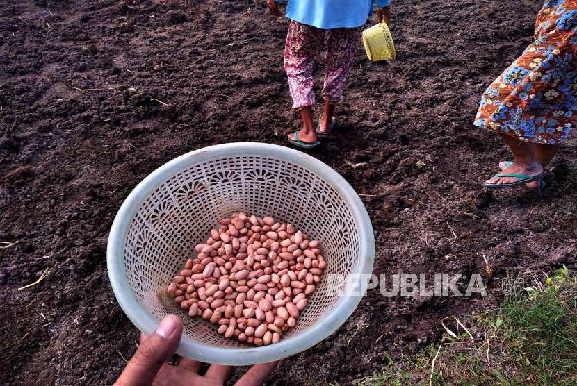 Bibit kacang tanah siap tanam disiapkan petani di wilayah pertanian. Petani mulai beralih menanam palawija.