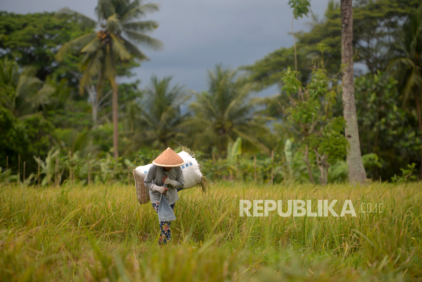 Petani membawa hasil panen padi di persawahan kawasan Minggir, Sleman, Yogyakarta, Selasa (5/12/2023). 