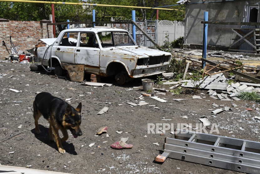  Seekor anjing berjalan melewati mobil yang rusak di halaman rumah yang dihancurkan oleh tembakan Rusia di Toretsk, wilayah Donetsk, Ukraina, Senin, 16 Mei 2022.