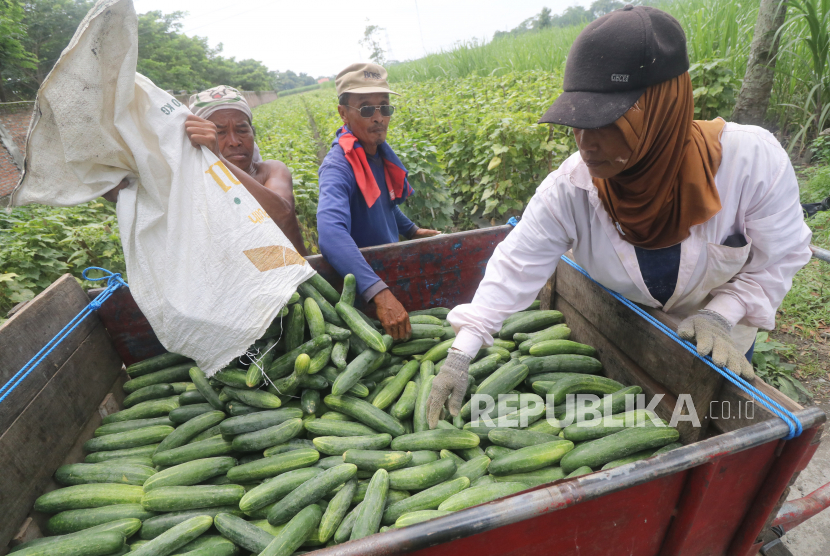 Petani menata mentimun ke dalam gerobak saat panen di area persawahan Kelurahan Tempurejo, Kota Kediri, Jawa Timur, Rabu (1/12/2021). Sektor pertanian merupakan industri yang tahan krisis, khususnya pada masa pandemi Covid-19. 