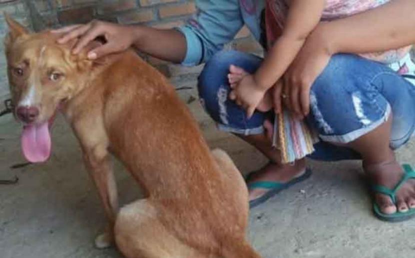 Viral Postingan Pembantaian Sebelas Anjing Disebut di Pacitan
