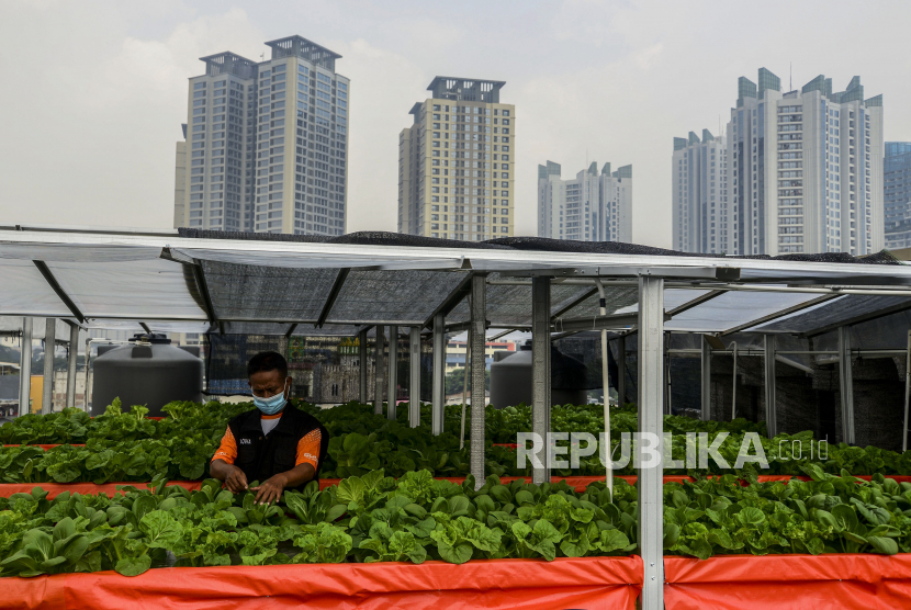 Petugas melihat kondisi sayuran yang ditanam dengan metode hidroponik di atap Masjid Jami At Taqwa, Sunter Muara, Jakarta, Rabu (14/4). Jakarta memiliki potensi besar untuk memanfaatkan rooftop sebagai lahan bertani. Ilustrasi.
