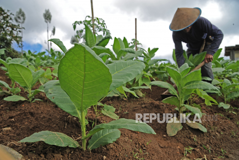 Seorang petani merawat tanaman tembakau jenis Kemloko di perladangan lereng gunung Sindoro, Bansari, Temanggung, Jateng.  Harga tembakau ditentukan oleh industri rokok dan petani memiliki daya tawar rendah