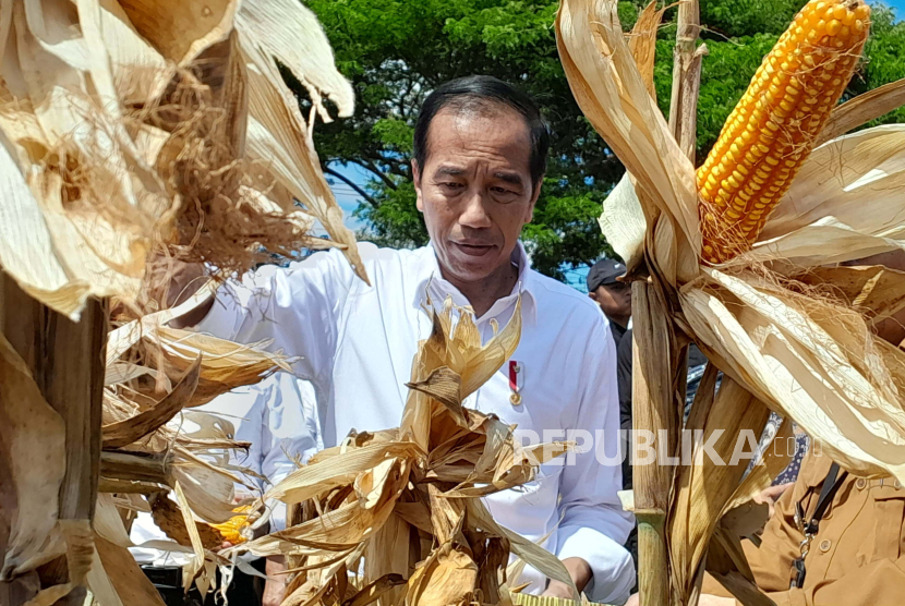 Presiden Joko Widodo didampingi Menteri Pertanian Andi Amran Sulaiman, meninjau area panen jagung seluas 50 ha di Kelurahan Brang Biji, Kecamatan Sumbawa, Kabupaten Sumbawa, NTB, Kamis (2/5/2024).