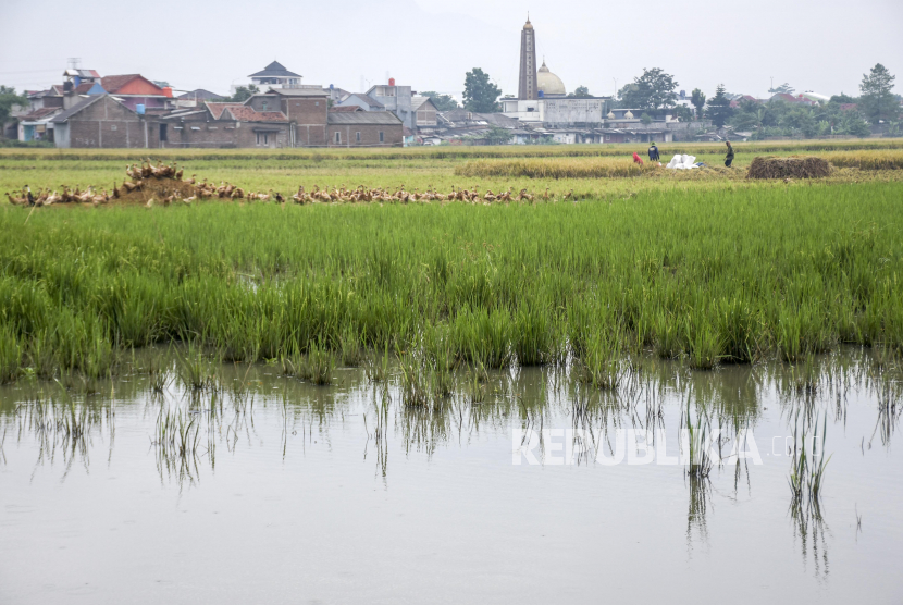 (ILUSTRASI) Sawah terdampak banjir.