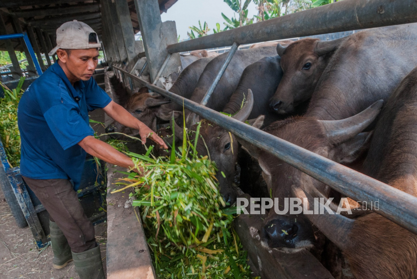 Pekerja memberi makan hewan ternak kerbau (ilustrasi). Pemerintah Kabupaten Lebak, Provinsi Banten, menargetkan18.000 ekor ternak besar dapat segera divaksinasi guna mencegah penyebaran wabah penyakit mulut dan kuku (PMK).