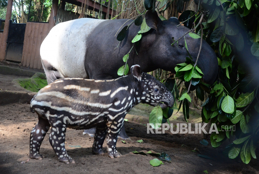 Seekor anak tapir (Tapirus Indicus) bermain bersama induknya saat momen pertama kali anak tapir diperkenalkan ke publik di Kebun binatang Bandung (Bandung Zoo), Jalan Tamansari, Kota Bandung. 