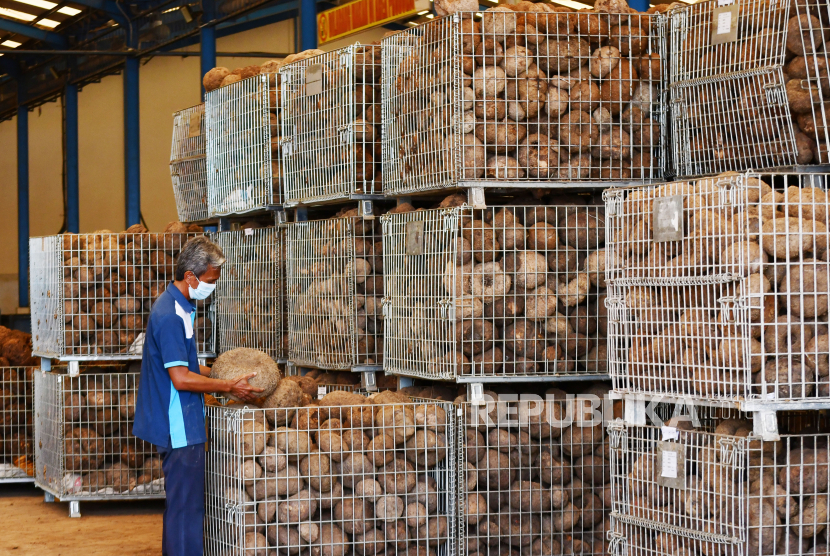 Seorang pekerja memeriksa umbi porang sebelum diiproduksi menjadi serpih porang kering atau konjac chips di PT Asia Prima Konjac (APK) Kabupaten Madiun, Jawa Timur, Rabu (6/7/2022). 