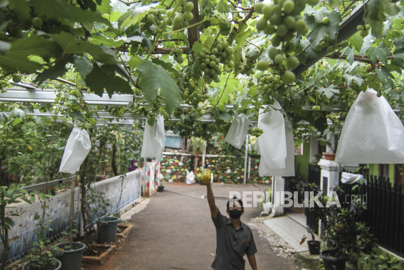 Warga menyemprotkan cairan anti hama tanaman anggur di Gang Obor Patma, Munjul, Jakarta Timur, Rabu (27/10/2021). Pemerintah Kota (Pemkot) Jakarta Timur (Pemkot Jaktim) menargetkan panen raya anggur di wilayah tersebut pada Oktober 2022.