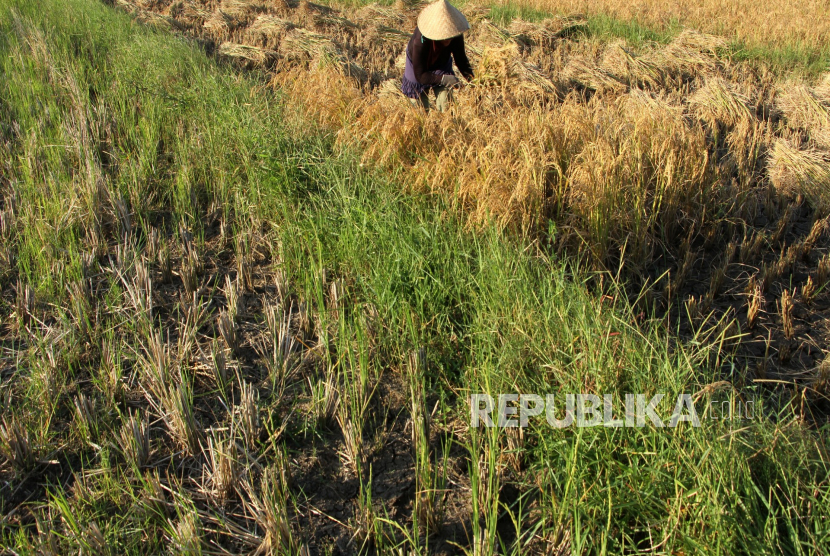 Petani memanen padi di area persawahan tadah hujan (ilustrasi)