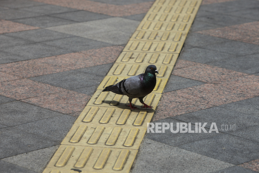 Seekor burung berjalan di trotoar di kawasan Sudirman, Jakarta, Kamis (22/2/2024). (ilustrasi) 