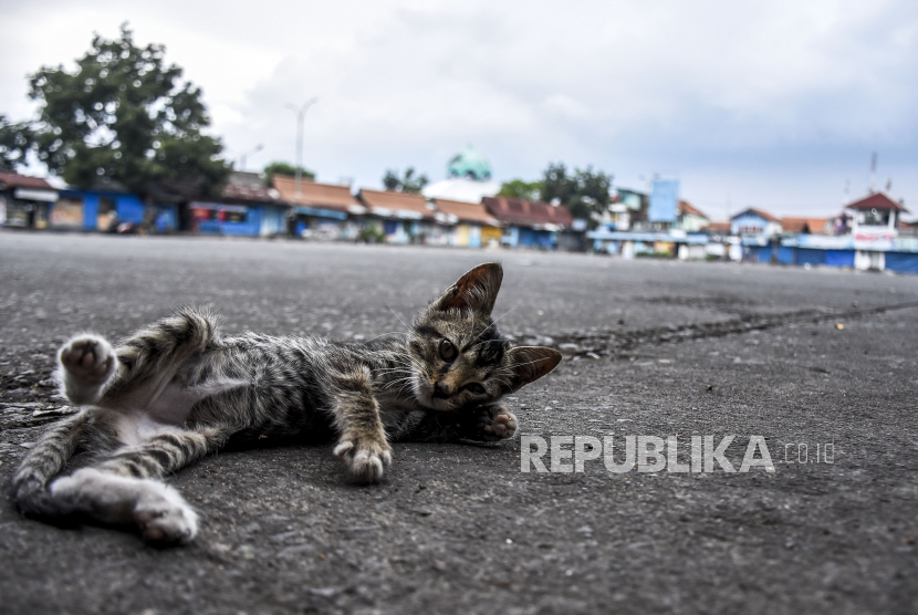 Seekor kucing berada di area parkiran bus yang kosong di Terminal Cicaheum, Kota Bandung, Jumat (7/5). Ilmuwan melakukan penelitian terkait penularan covid19 melalui hewan.