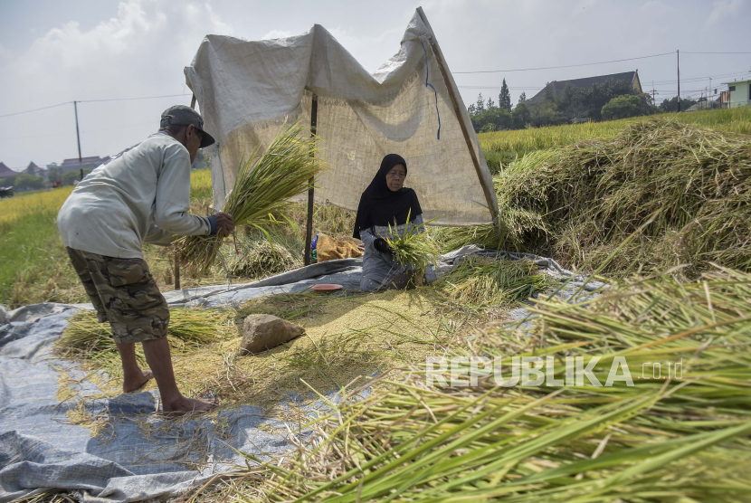 Petani merontokkan padi di lahan persawahan di Soreang, Kabupaten Bandung, Jawa Barat, Senin (6/11/2023). Berdasarkan keterangan petani, saat ini harga gabah kering di tingkat petani naik hingga Rp750 ribu per kuintal. Nilai harga tersebut mengalami perubahan dari harga sebelumnya yang hanya Rp500 ribu. Kenaikan tersebut diakibatkan oleh pasokan panen padi yang berkurang karena faktor musim kemarau.