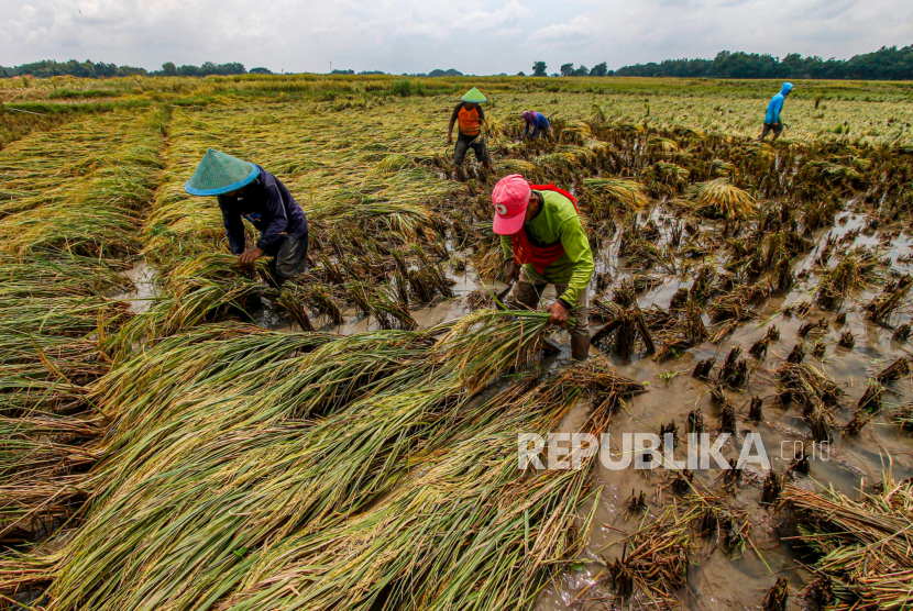 Petani memanen padi di Padangan, Kabupaten Bojonegoro, Jawa Timur, Kamis (7/3/2024)